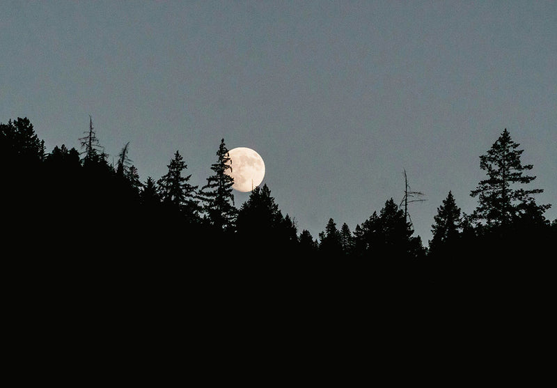 Full Moon Over Pine Forest space metal poster on stainless steel by Chromaplate