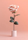 Pink Rose