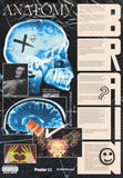 Brain Anatomy Poster