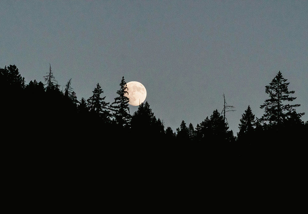 Full Moon Over Pine Forest