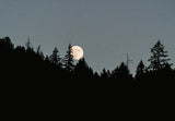 Full Moon Over Pine Forest