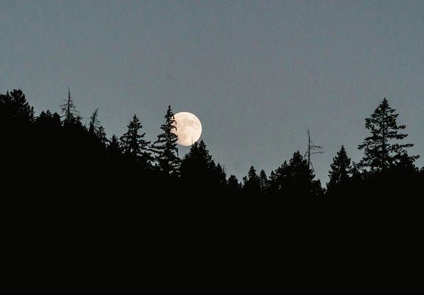 Full Moon Over Pine Forest