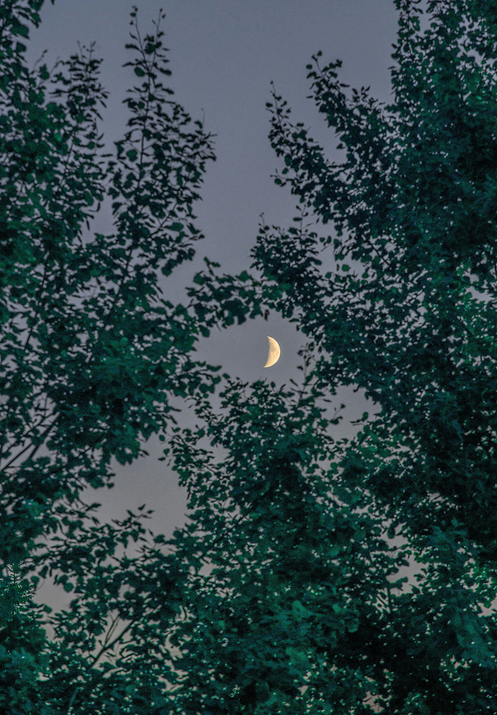 Crescent Moon Through Trees
