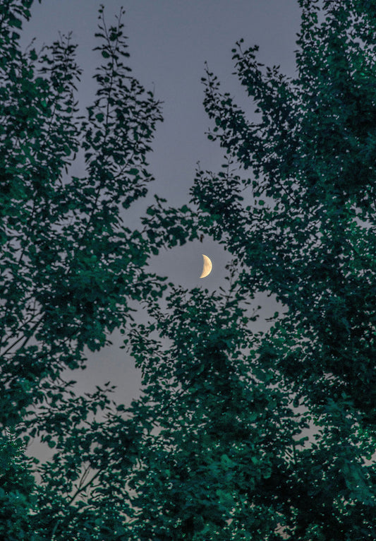Crescent Moon Through Trees nature metal poster on stainless steel by Chromaplate