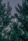 Crescent Moon Through Trees