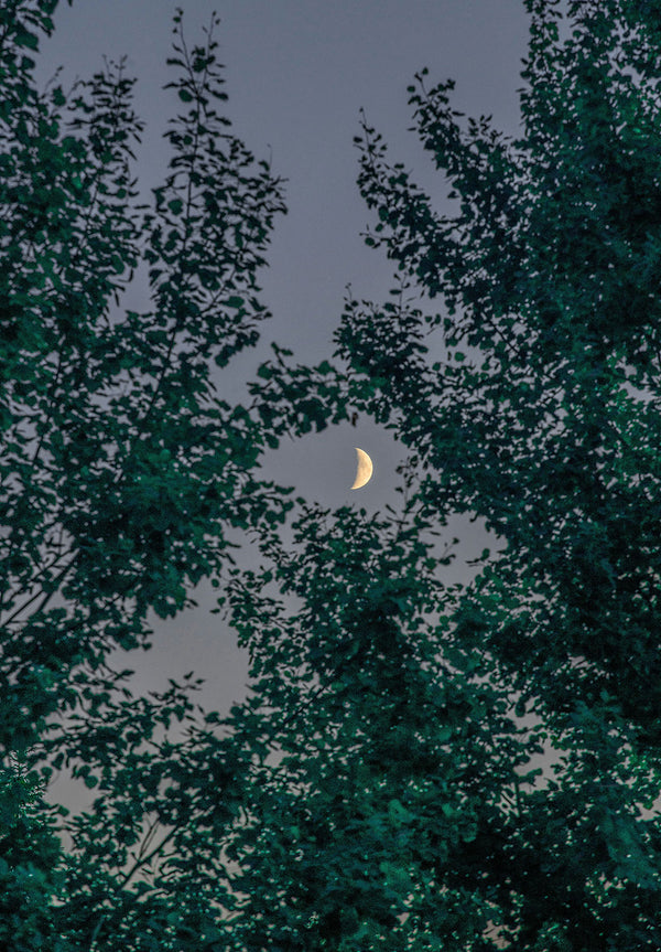Crescent Moon Through Trees