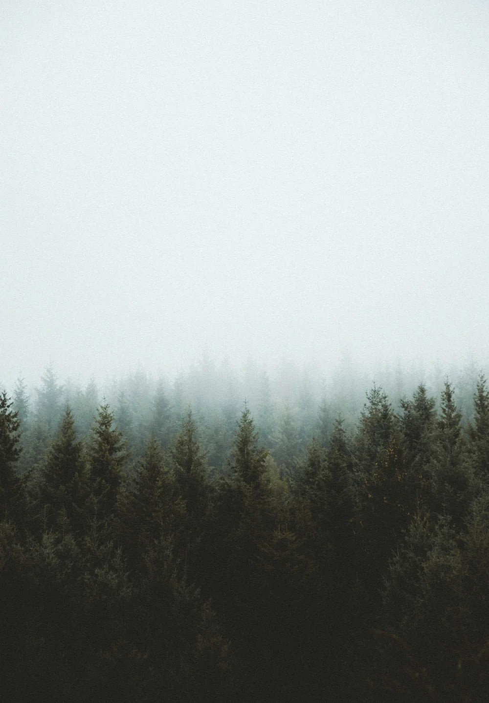 Foggy Forest