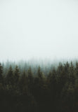 Foggy Forest