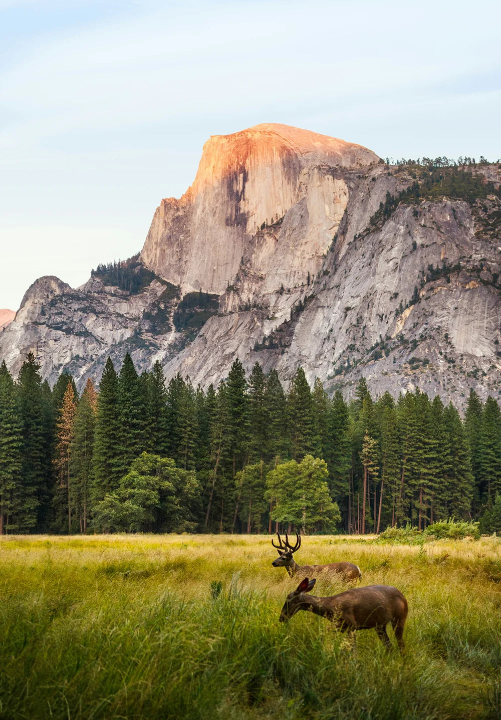Half Dome Yosemite Deer