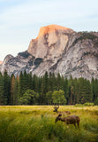 Half Dome Yosemite Deer