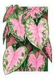 Pink and Green Leaves