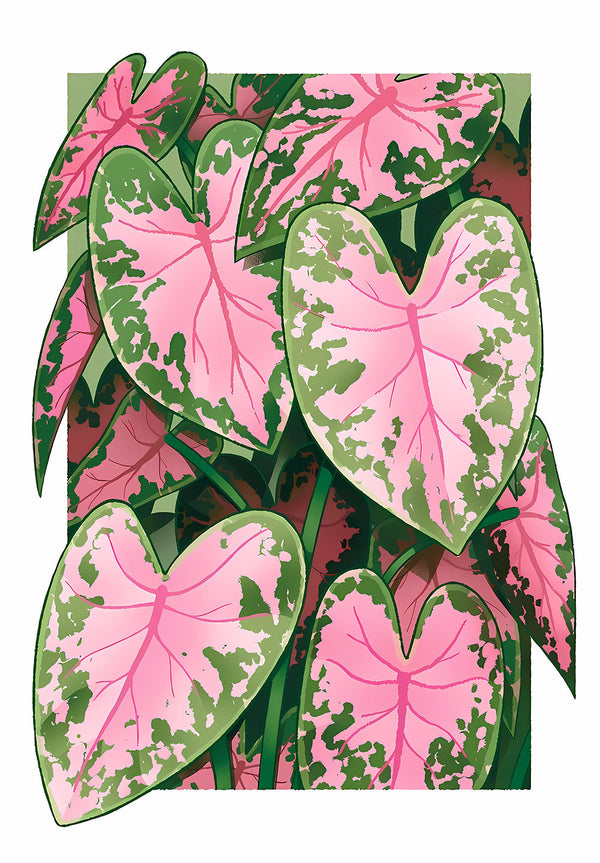 Pink and Green Leaves Plant Poster