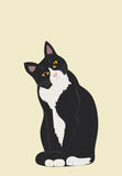 Tuxedo Cat
