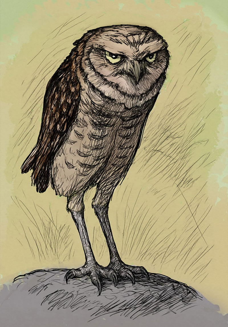 Owl Study nature metal poster on stainless steel by Chromaplate