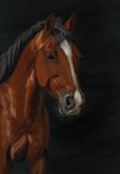 Horse Portrait Ð Brown Poster